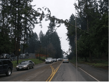Trees and Roadway After a Natural Disaster